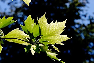 Platanus x hispanica 'Suttneri' - platan javorolistý - listy